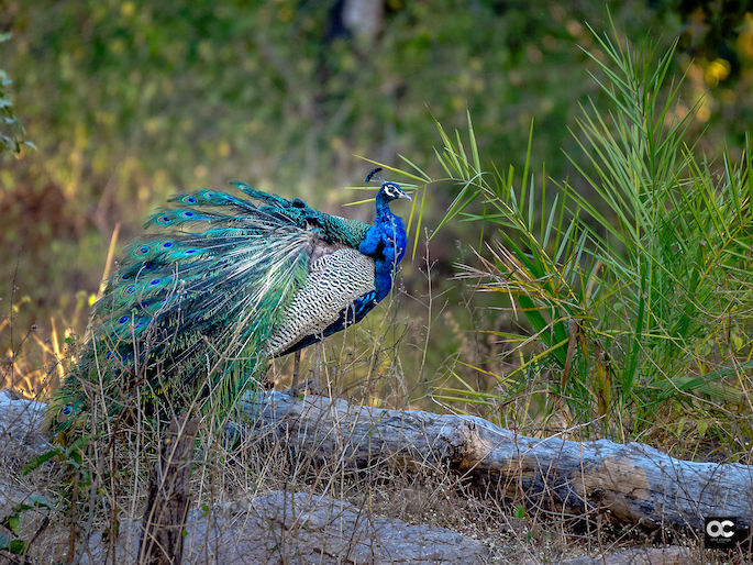 Peacock at Pench