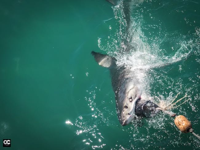 Shark Diving in South Africa