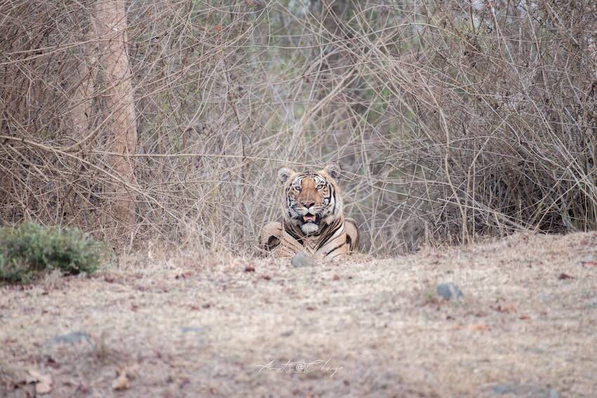 Tiger sighteeing Nagarhole National park