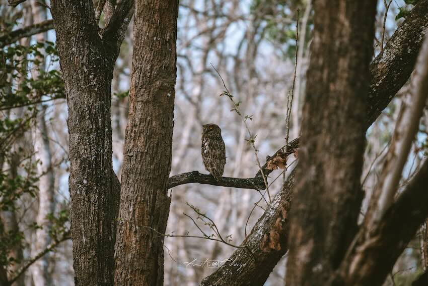 Own sighted at Kabini