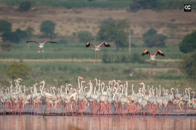 Glossy Ibis, Plegadis falcinellus, Bhigwan, Maharashtra, India Stock Photo  - Alamy