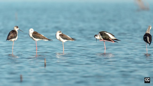 Bhigwan Bird Sanctuary