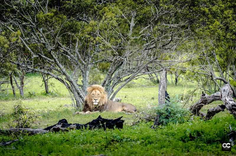 Lion in Kruger national park