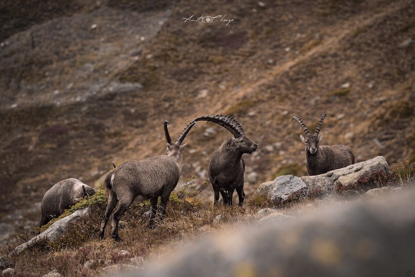 Alpine Goat